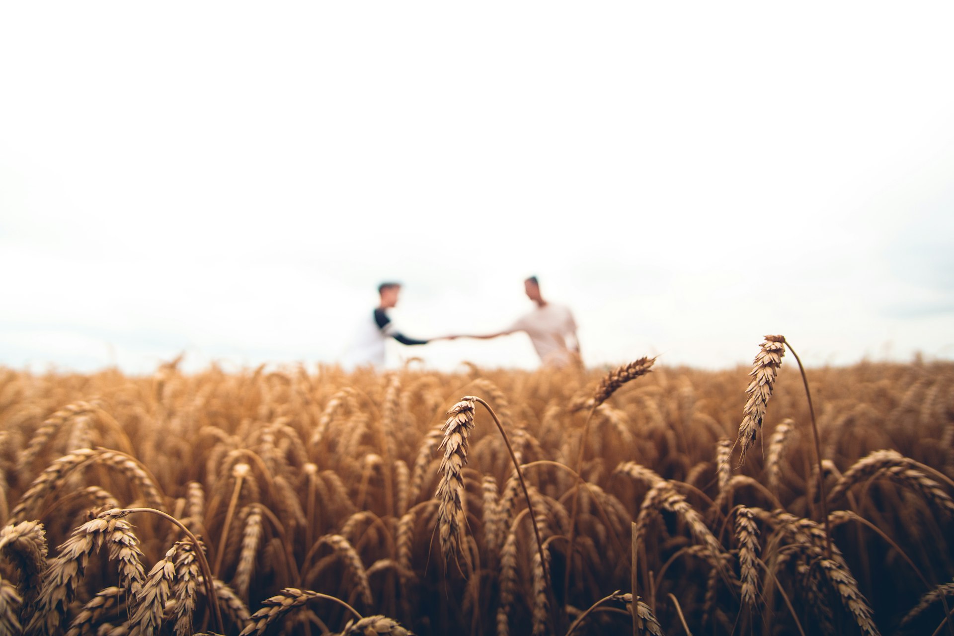 Fresh Harvest Packaging Operations